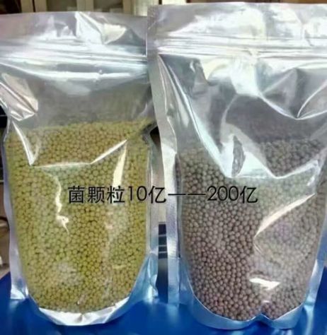 點擊查看詳細信息<br>標題：枯草芽孢桿菌菌劑顆粒 閱讀次數：3816